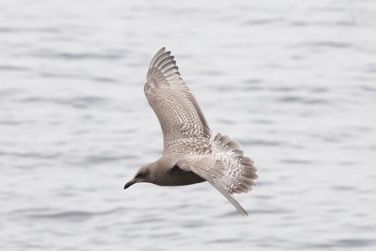 Iceland Gull - ML644284511