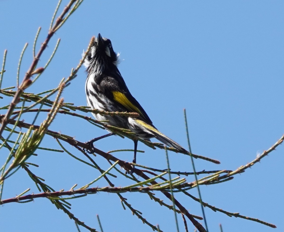 New Holland Honeyeater - ML644284522