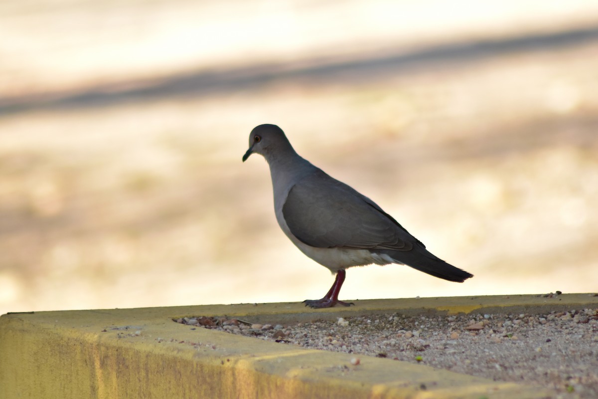 gråpannedue - ML644284525