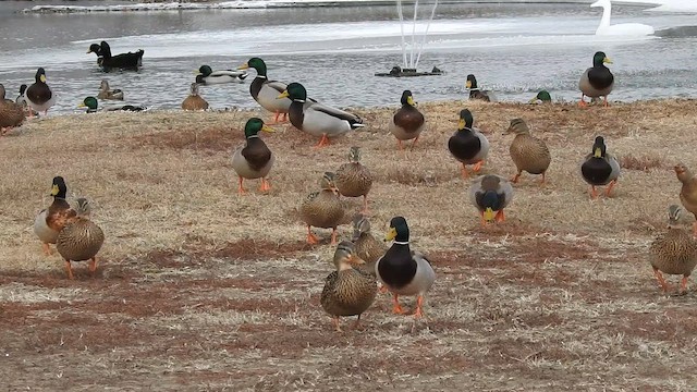 Basahatea - ML644284527