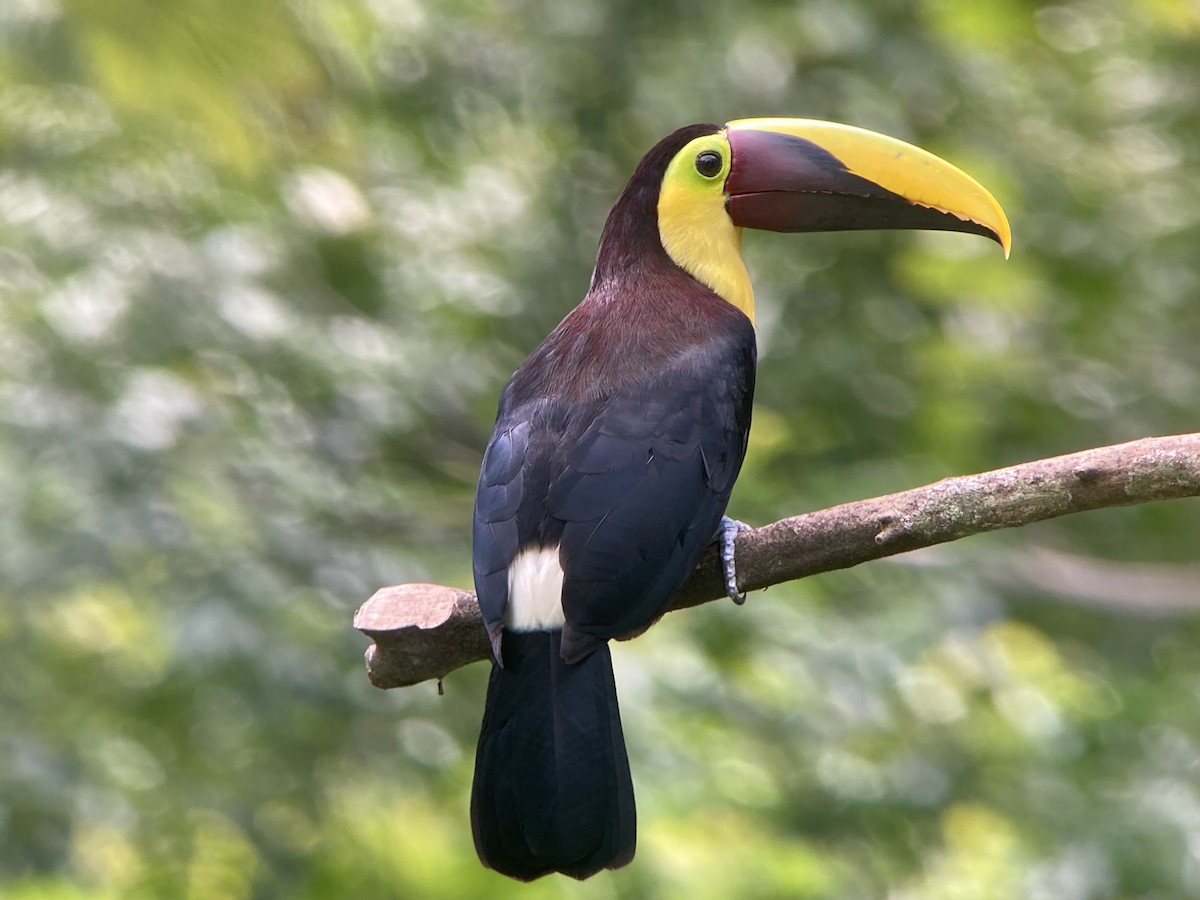 Тукан жовтошиїй - ML644284530