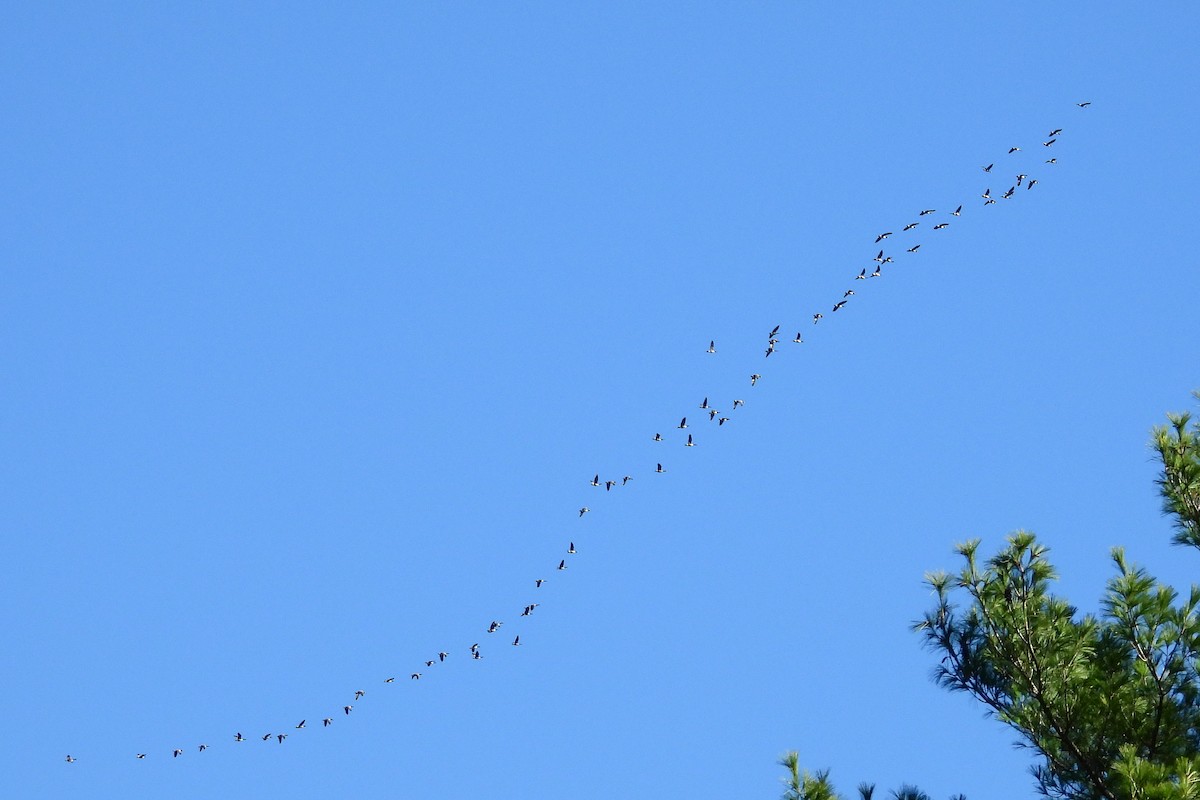 Oca canadese maggiore - ML644284532