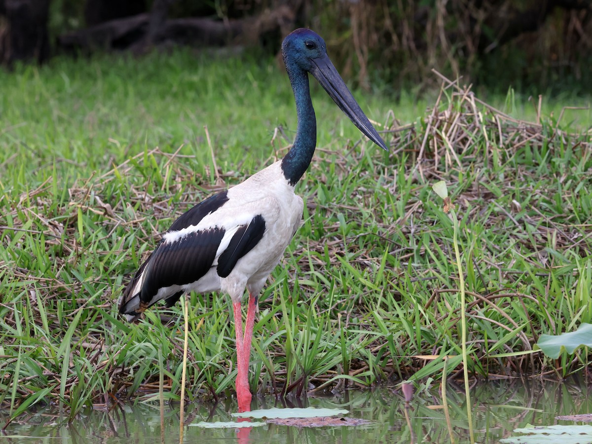 Black-necked Stork - ML644284534