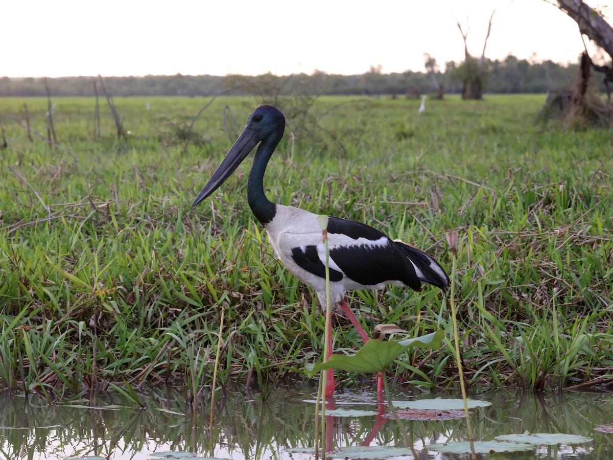 Black-necked Stork - ML644284535
