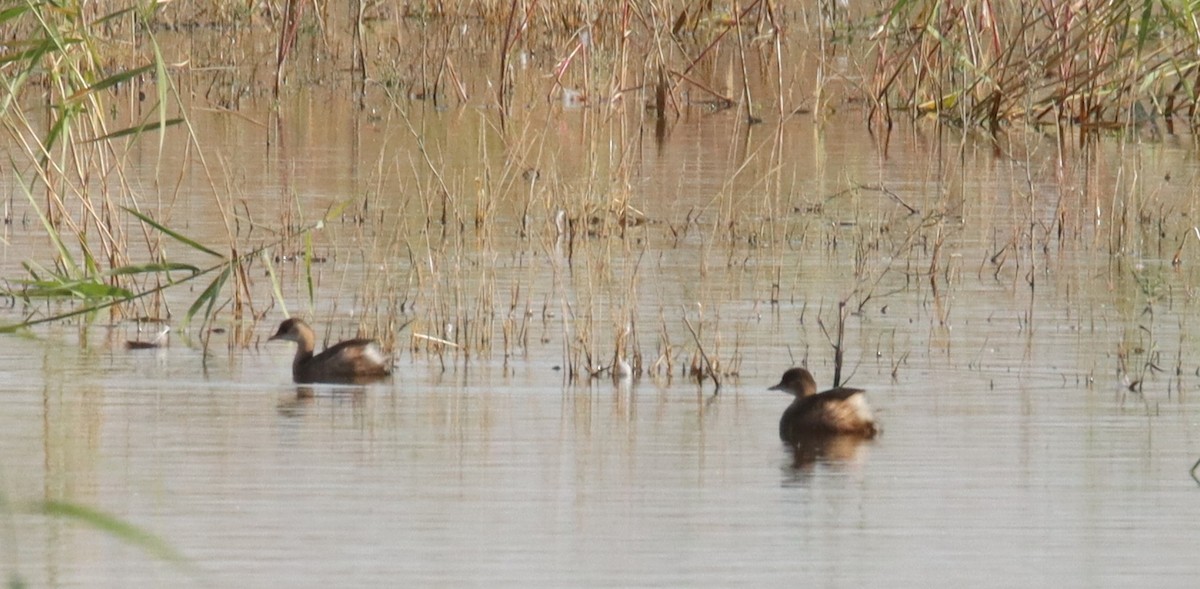 Хурган шунгуур - ML644284544