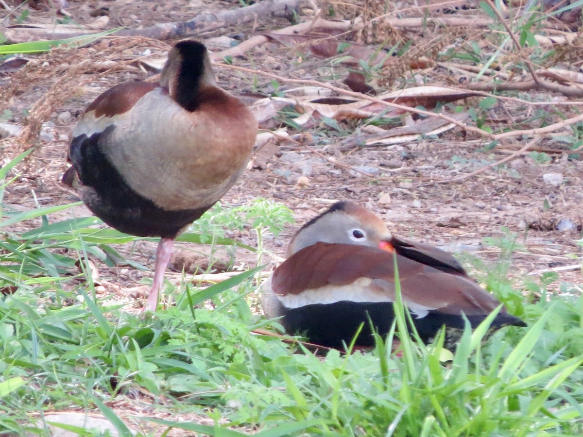 アカハシリュウキュウガモ - ML644284547