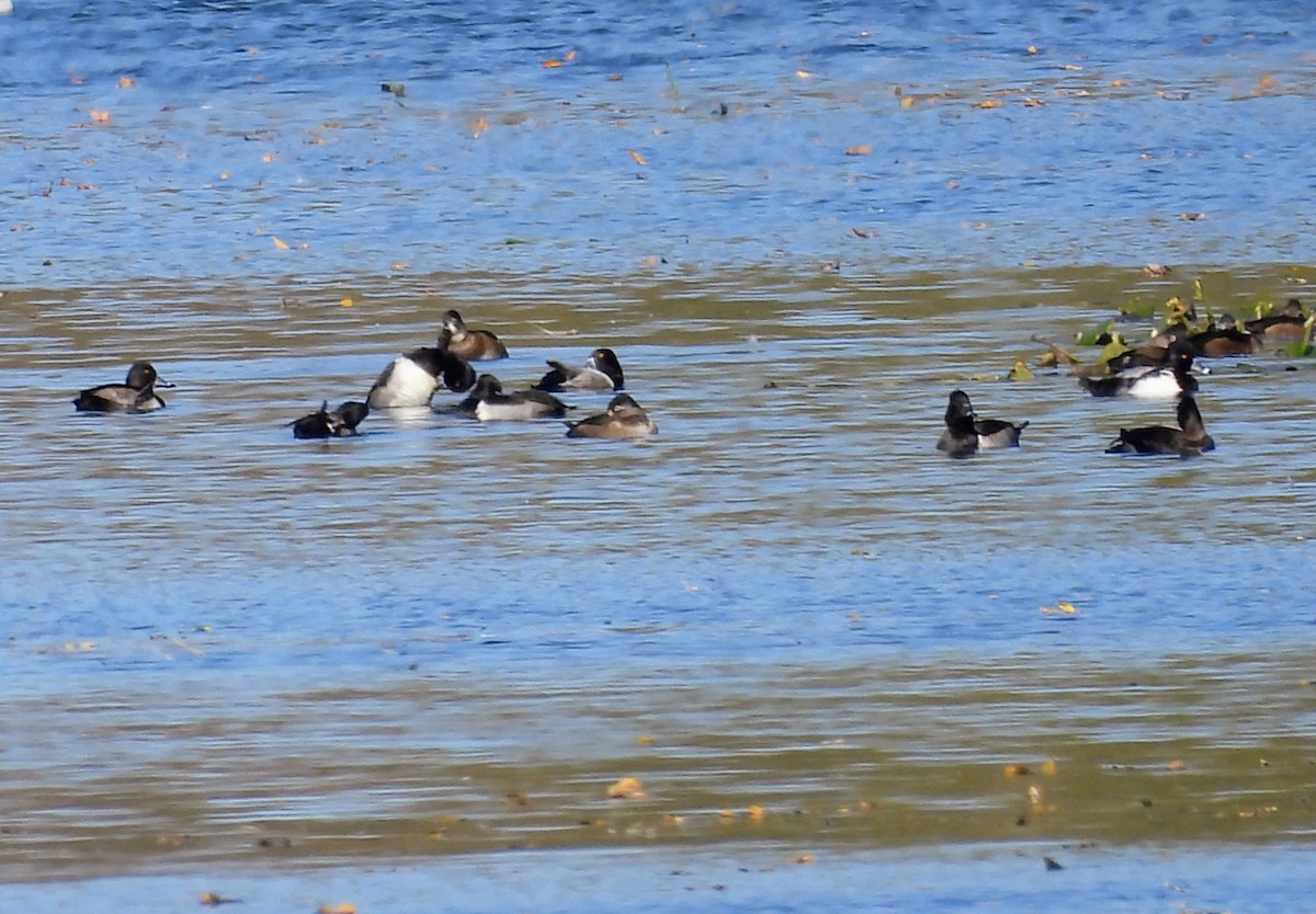Ring-necked Duck - ML644284552