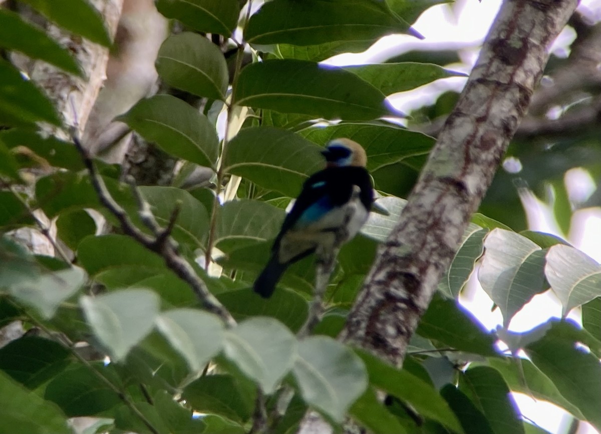 Золотистоголовая танагра - ML644284553