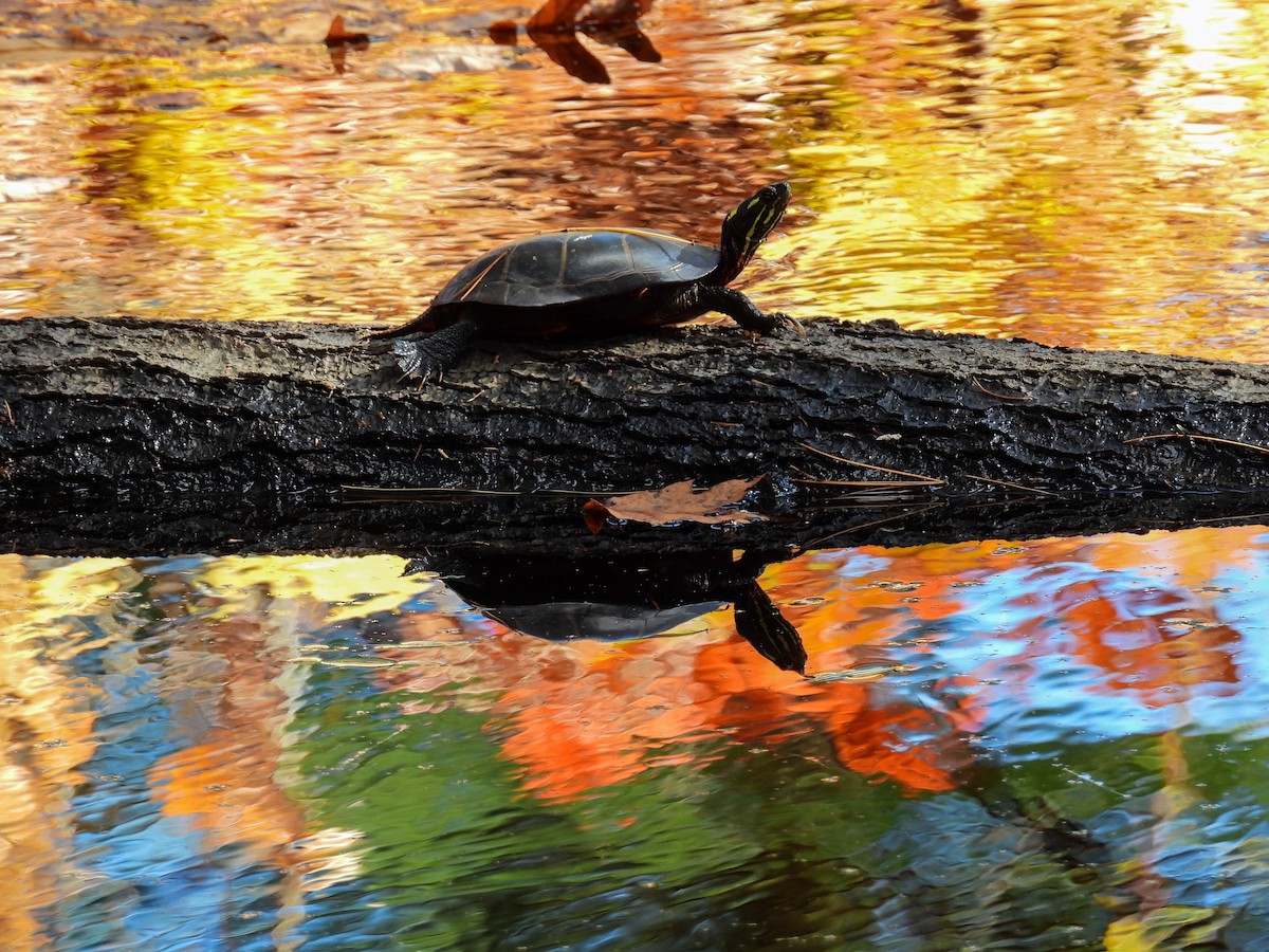 Painted Turtle - ML644284556