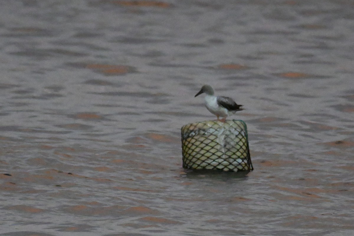 Rotfußtölpel - ML644284558