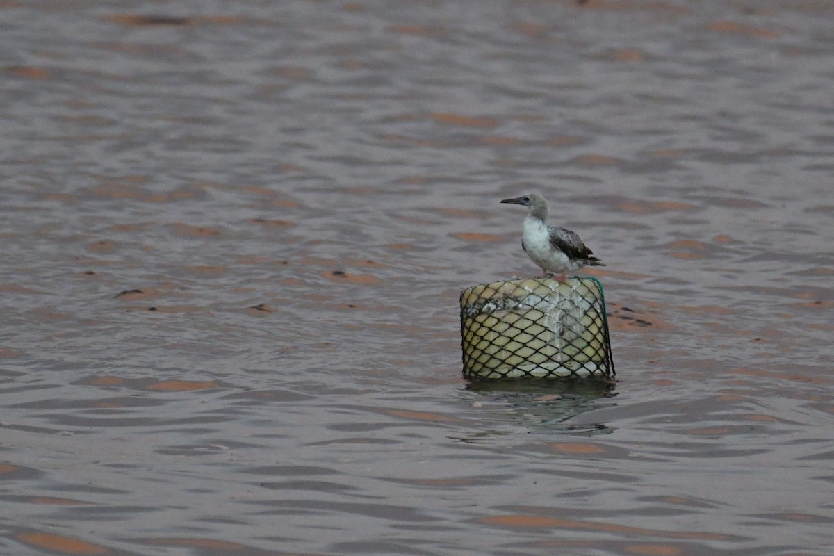 Rotfußtölpel - ML644284559