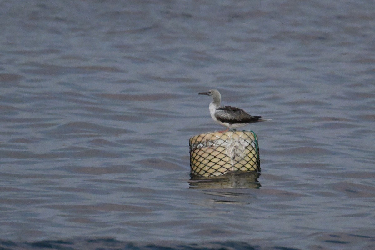 Rotfußtölpel - ML644284560