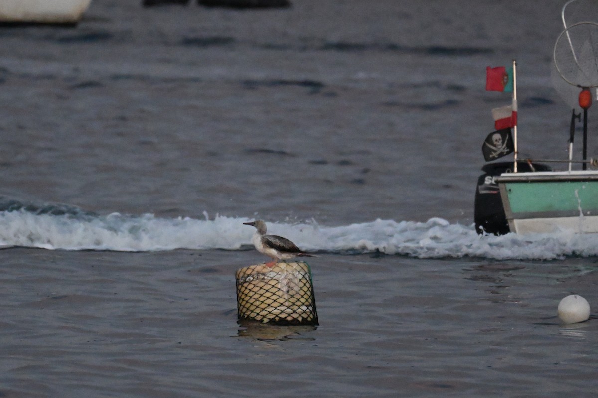 Rotfußtölpel - ML644284561