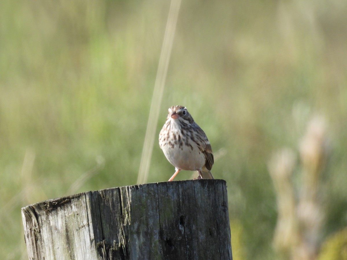 Vesper Sparrow - ML644284570