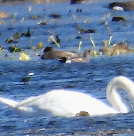 American Wigeon - ML644284573