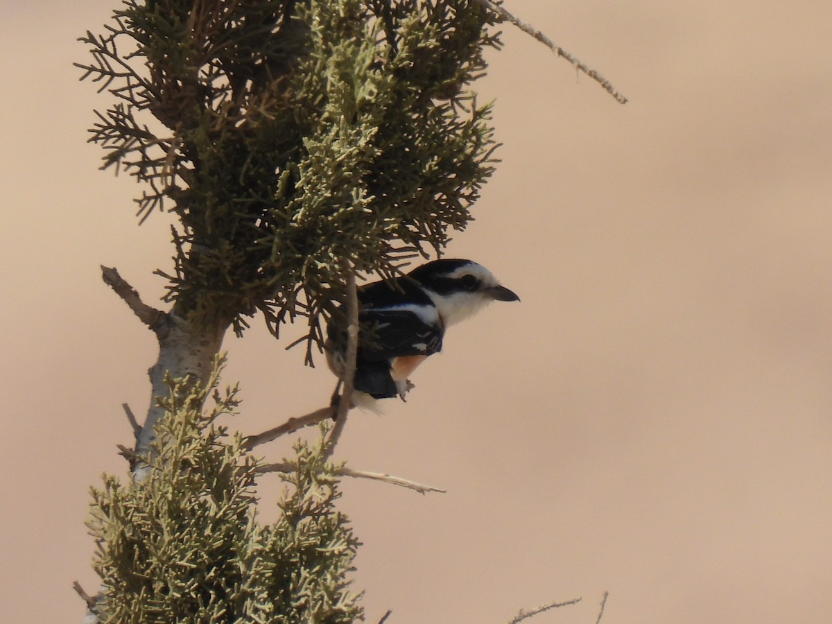 Masked Shrike - ML644284574