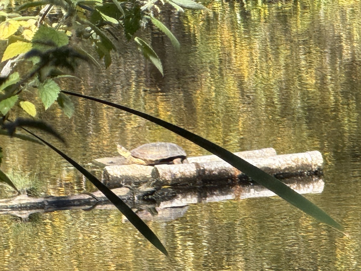Western Pond Turtle - ML644284579