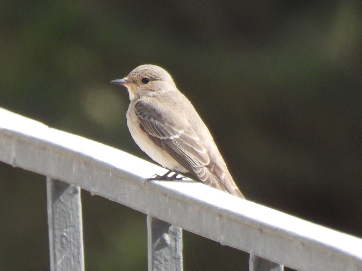 Pigliamosche/Pigliamosche tirrenico - ML644284580