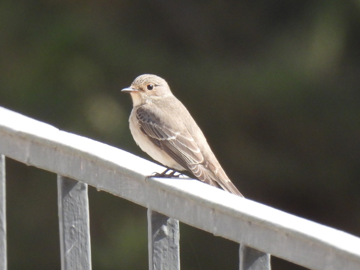 Pigliamosche/Pigliamosche tirrenico - ML644284581