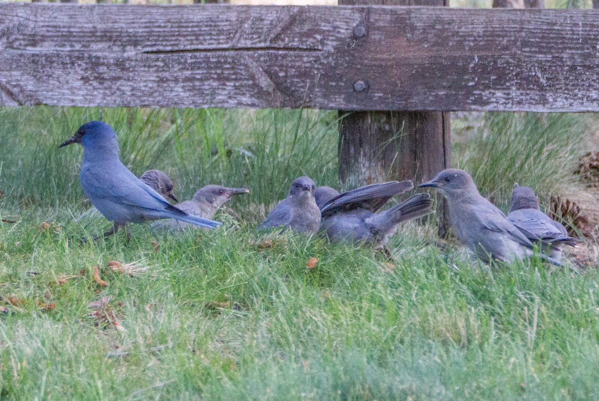 Pinyon Jay - ML644284582