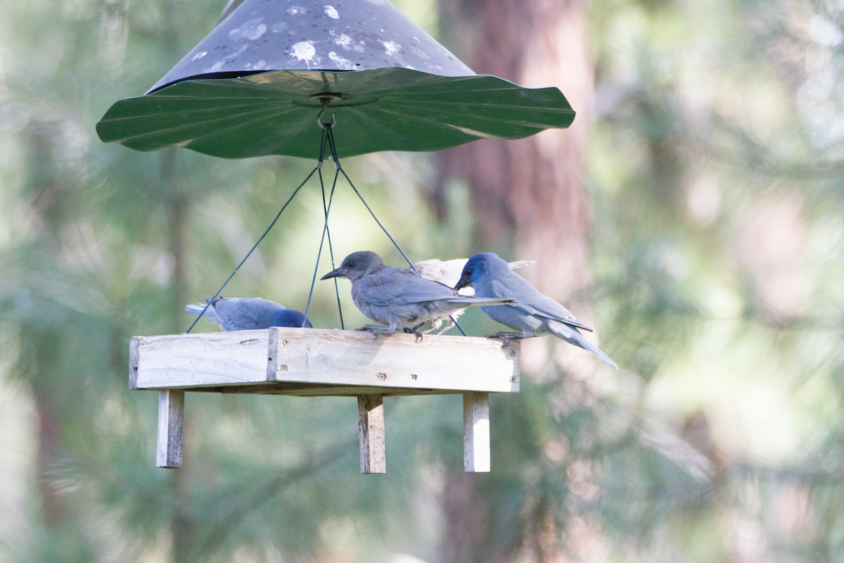 Pinyon Jay - ML644284583