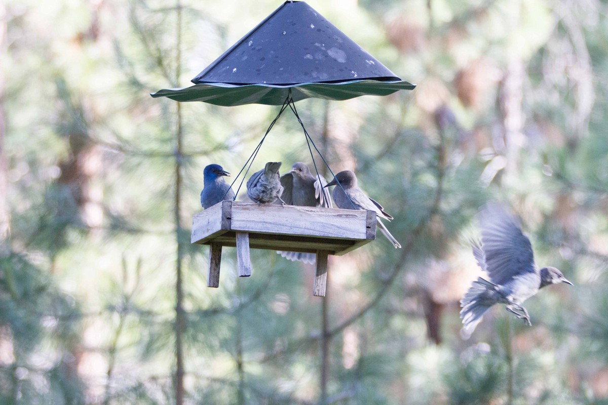 Pinyon Jay - ML644284584