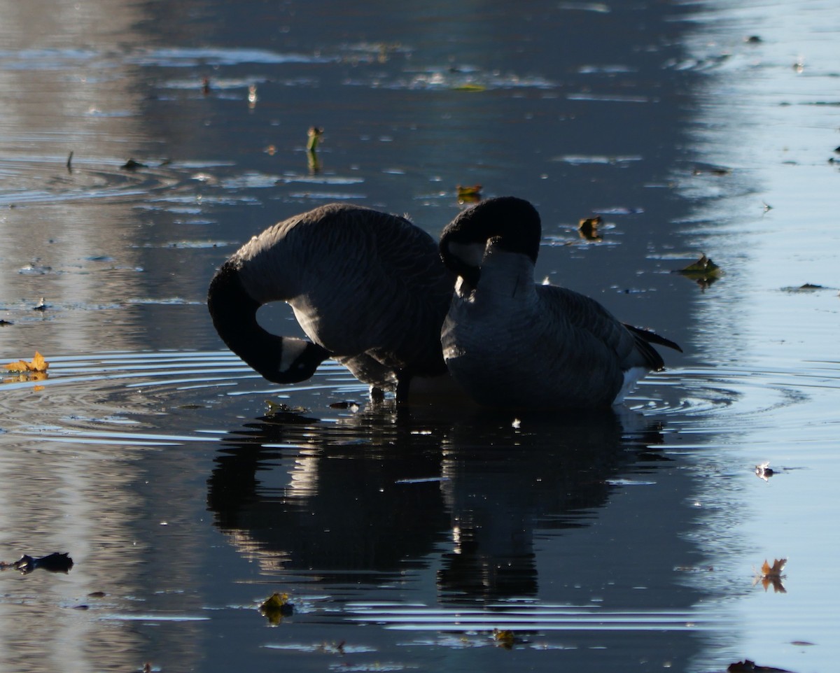 Oca canadese maggiore - ML644284586