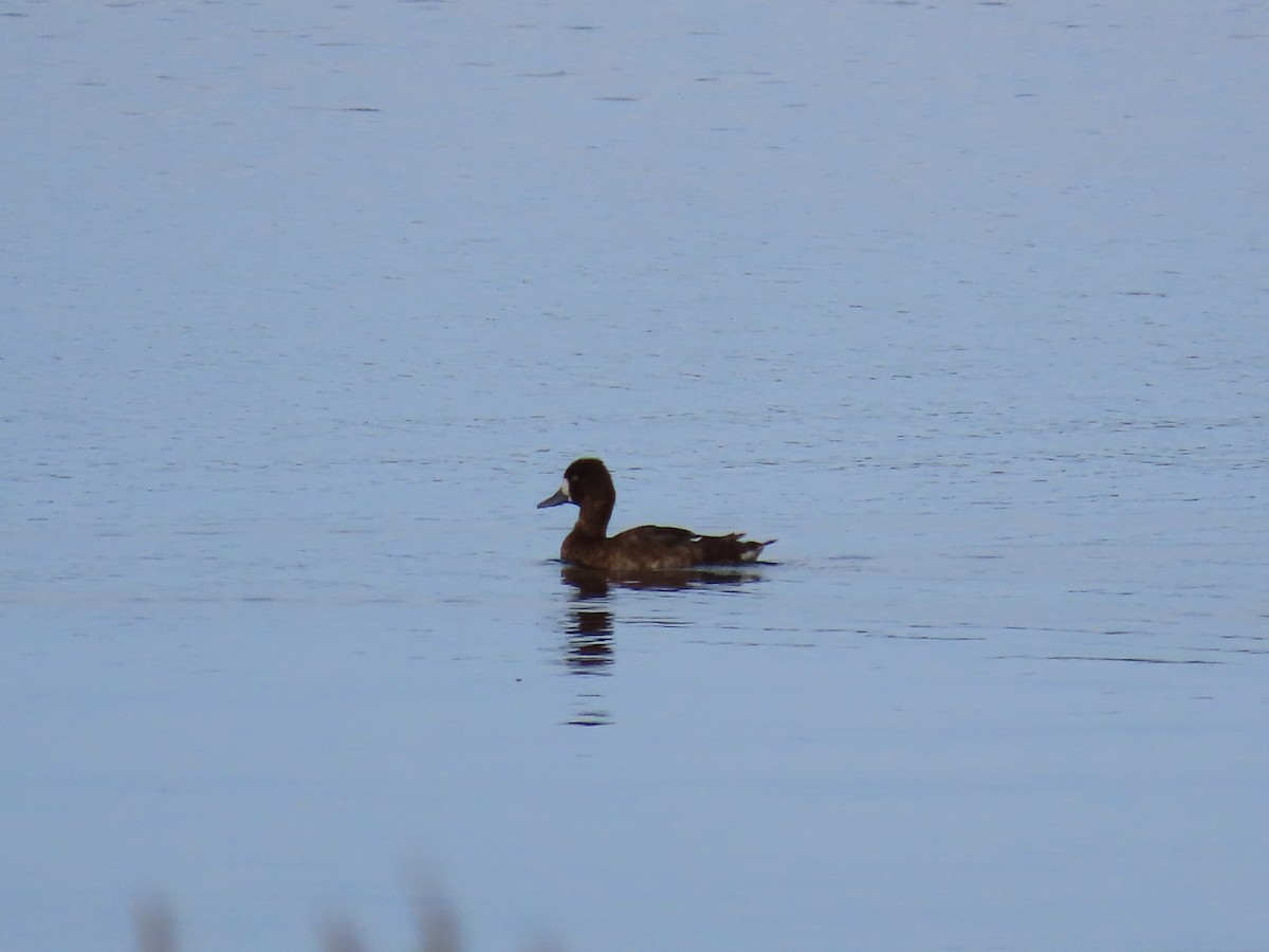 Lesser Scaup - ML644284588