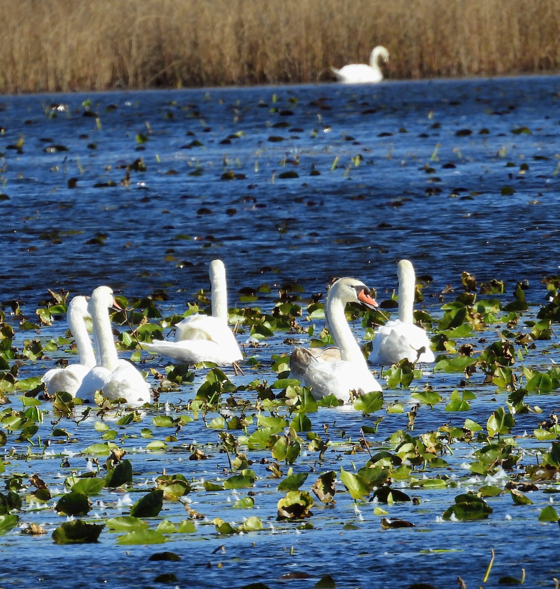 Хуруут хун - ML644284589