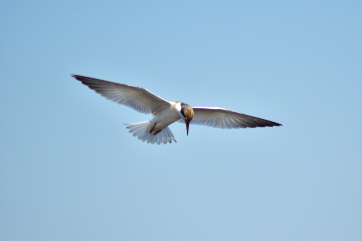 Yellow-billed Tern - ML644284593