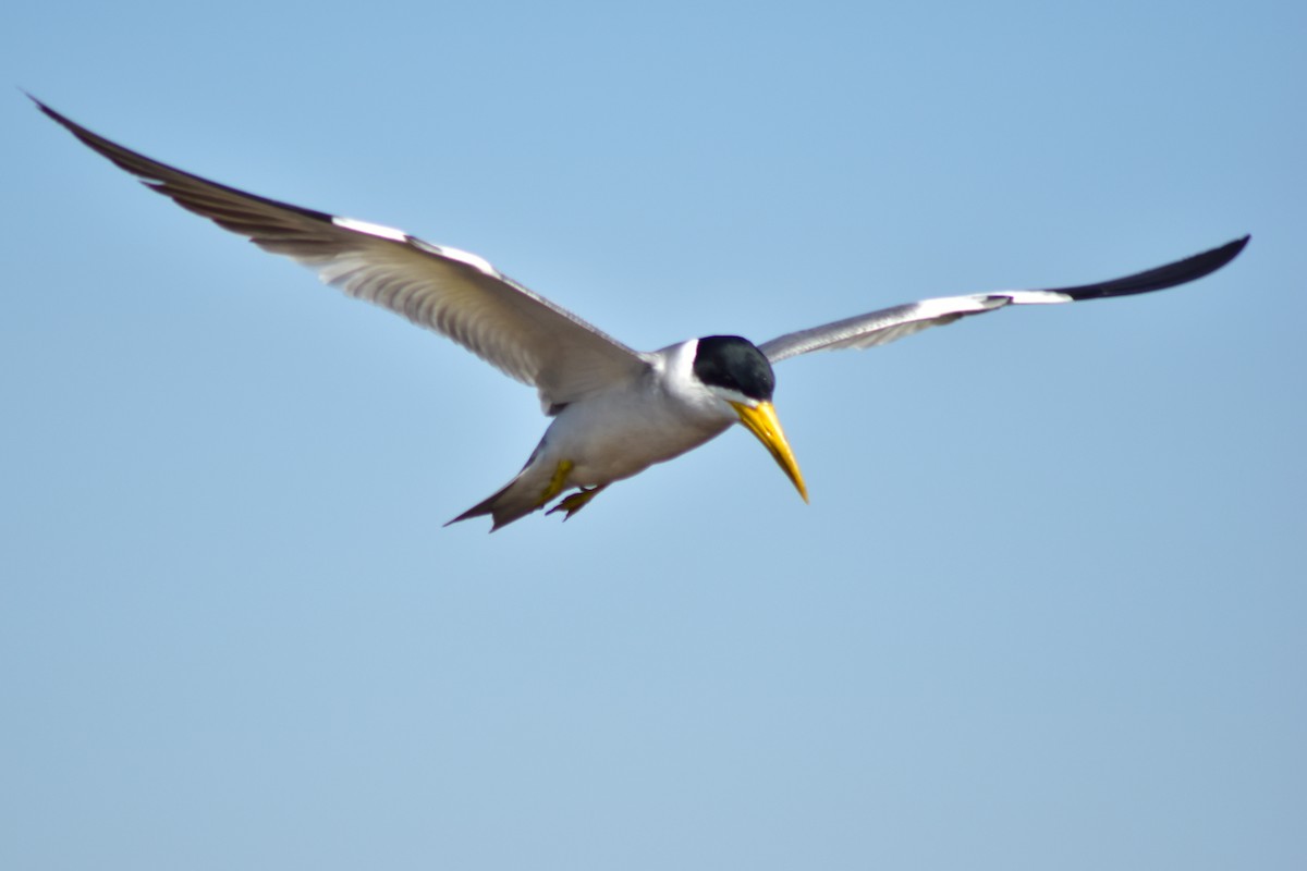 Large-billed Tern - ML644284600