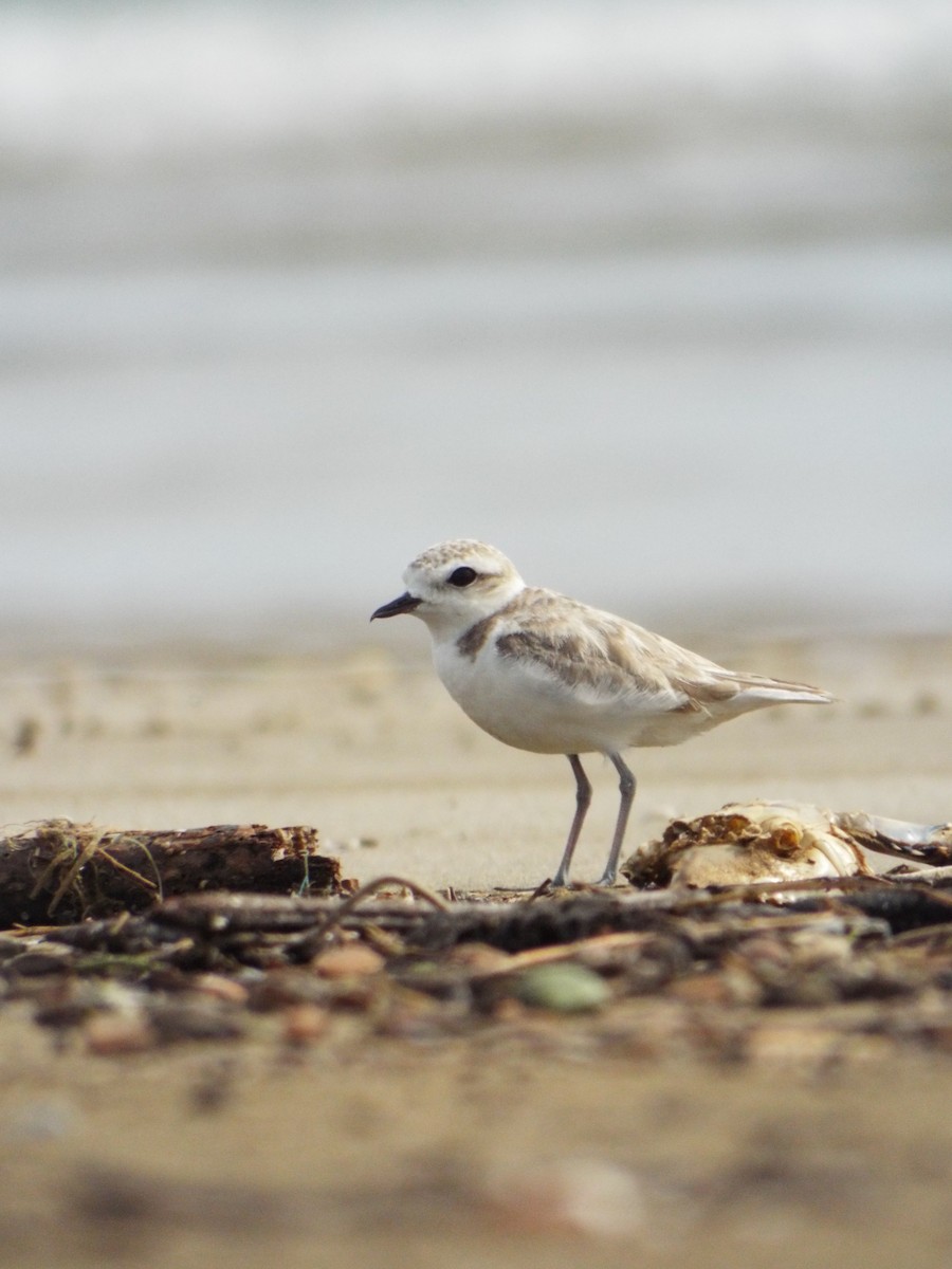 Snowy Plover - ML644284607