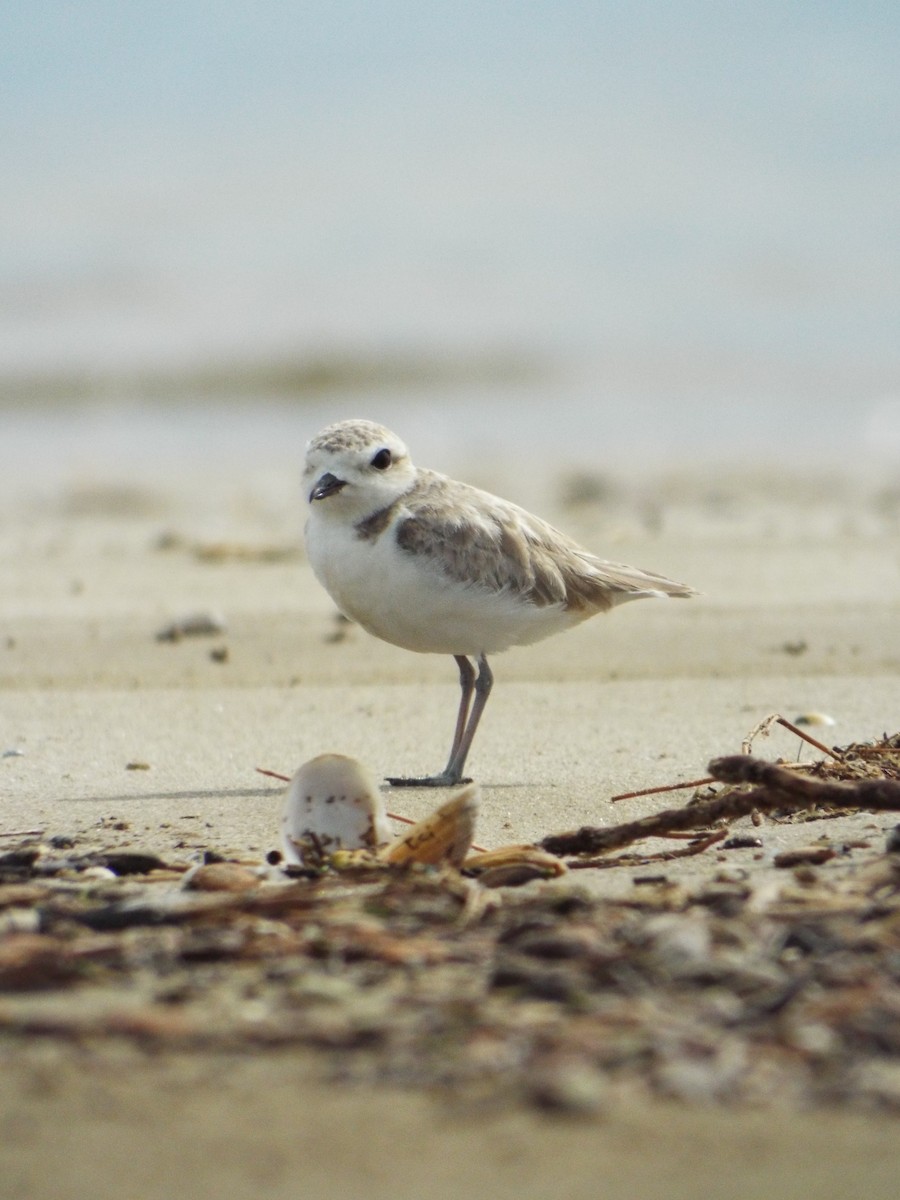 Snowy Plover - ML644284608