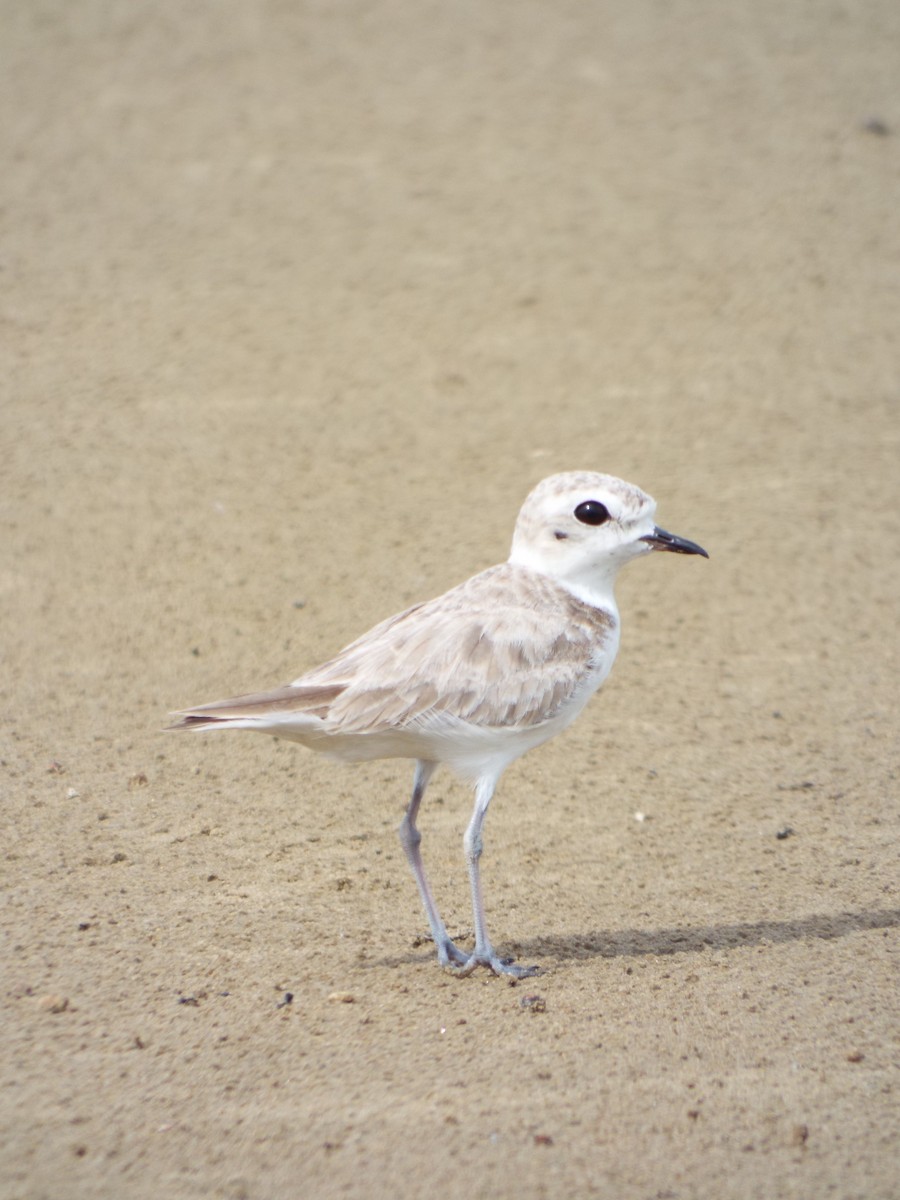 Snowy Plover - ML644284609