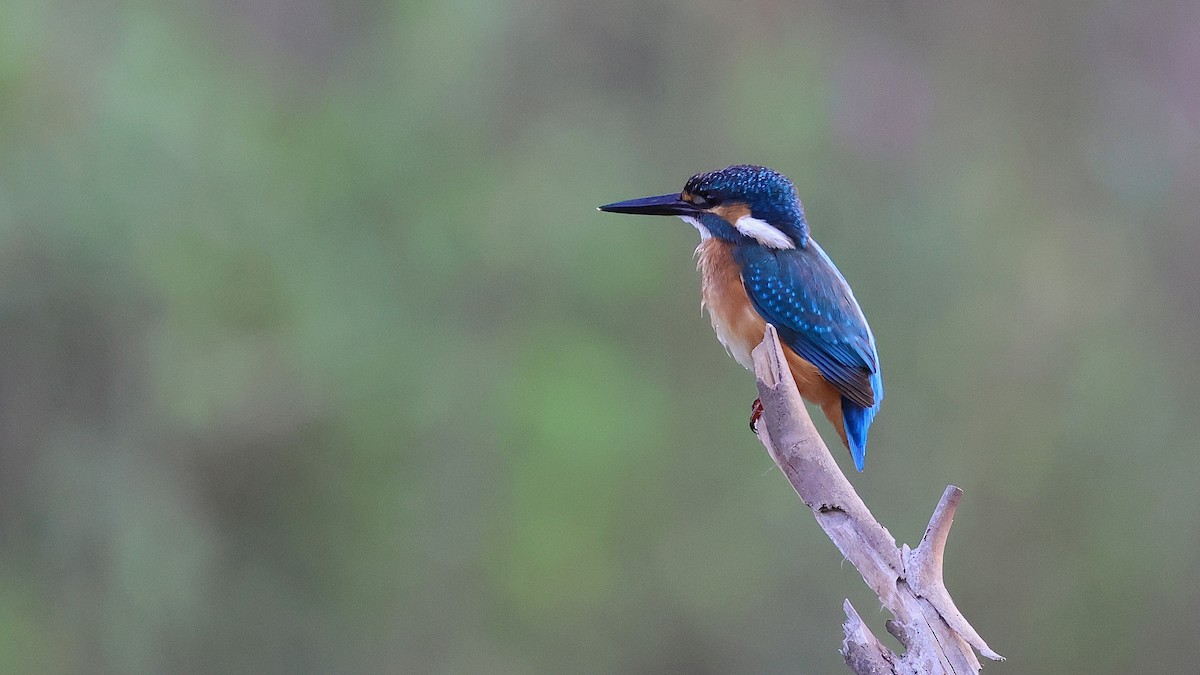 שלדג גמדי - ML644284614