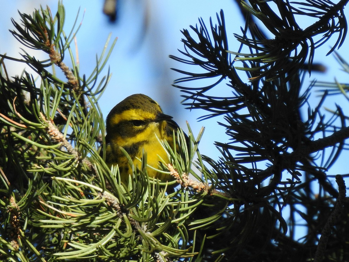 Townsend's Warbler - ML644284615