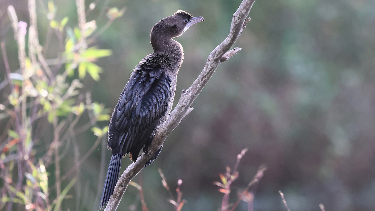 Zwergscharbe - ML644284637