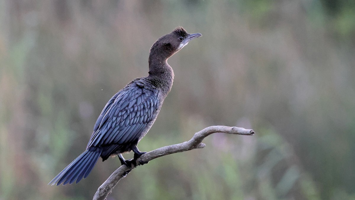 Zwergscharbe - ML644284638