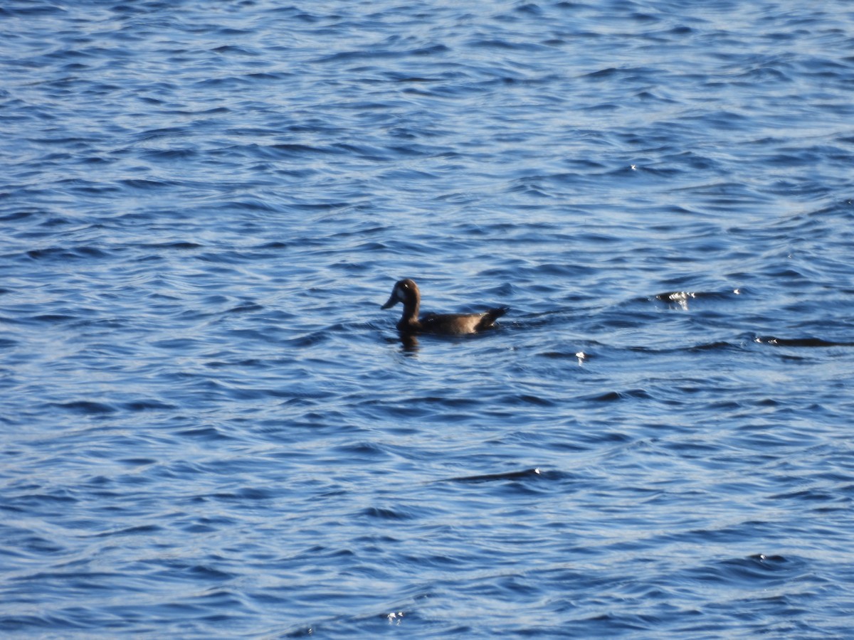 Fuligule milouinan - ML644284641