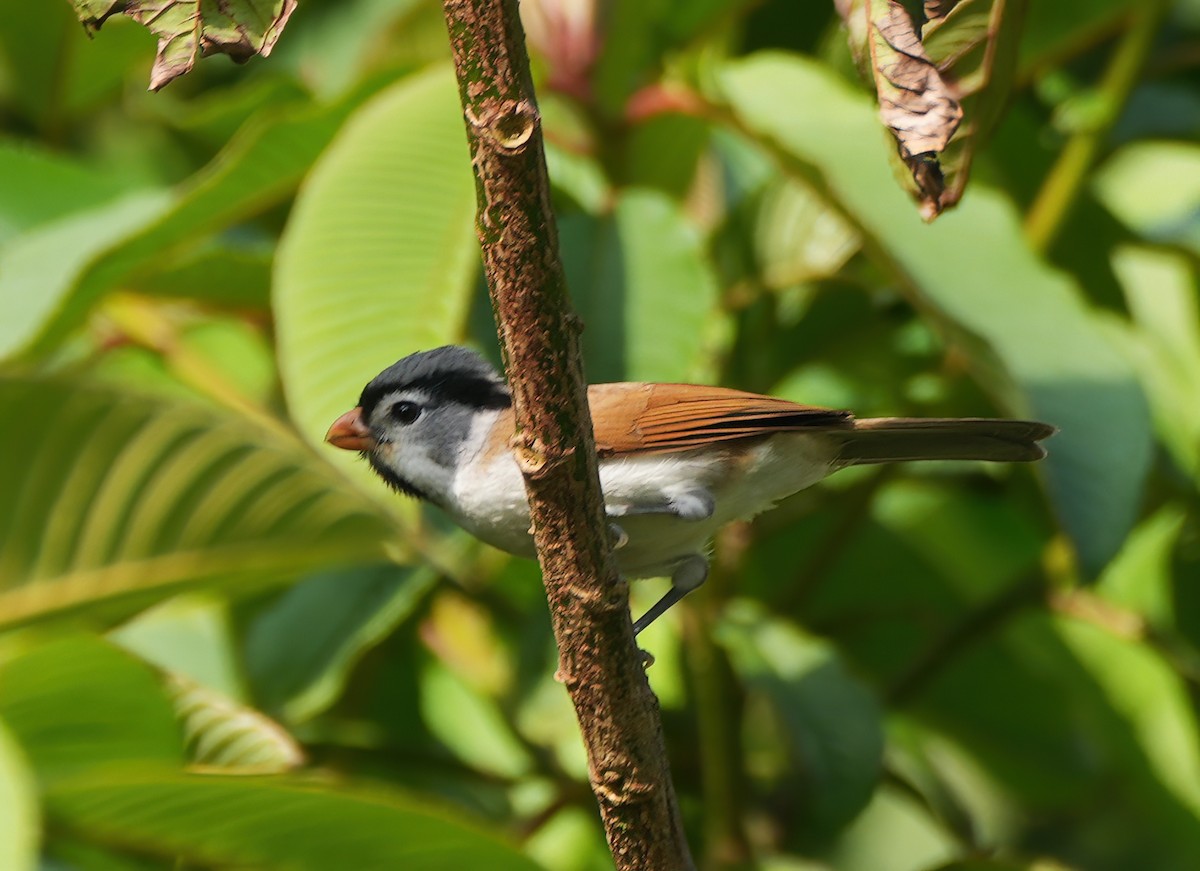 Gray-headed Parrotbill - ML644284645