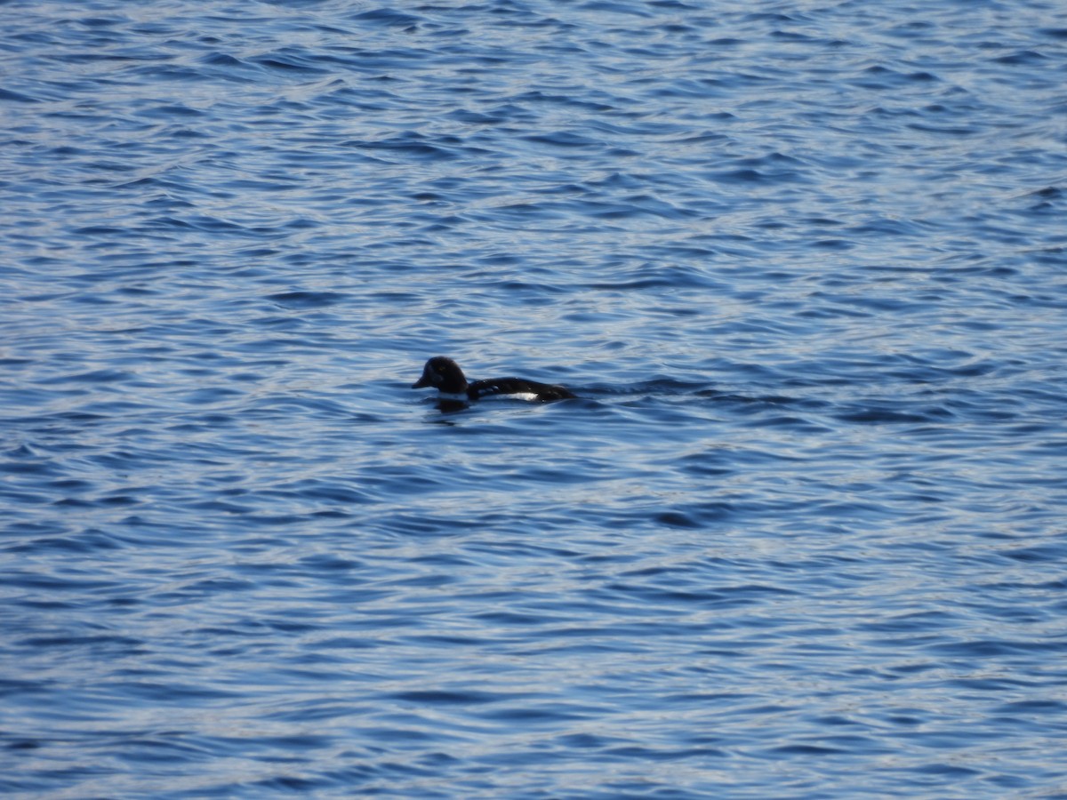 キタホオジロガモ - ML644284648