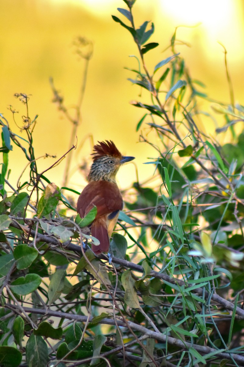 Чернополосый колючник - ML644284658