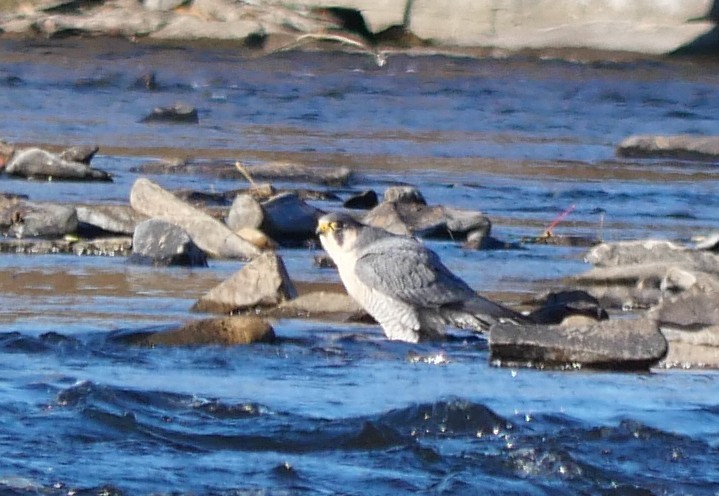 Peregrine Falcon - ML644284661