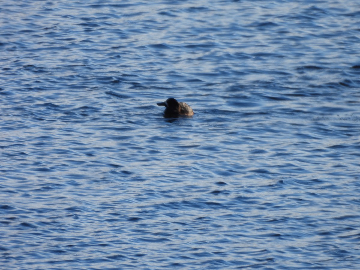 Fuligule milouinan - ML644284664