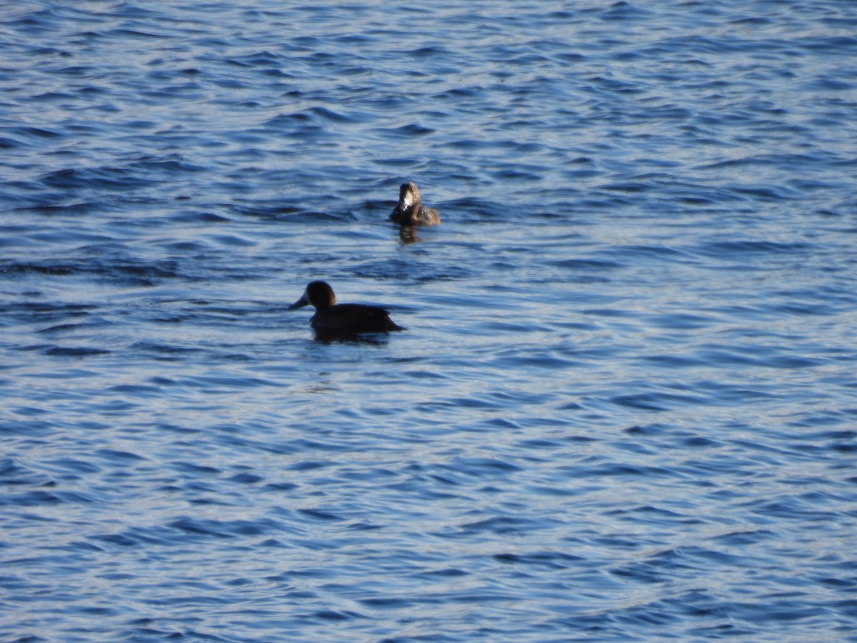 Fuligule milouinan - ML644284665