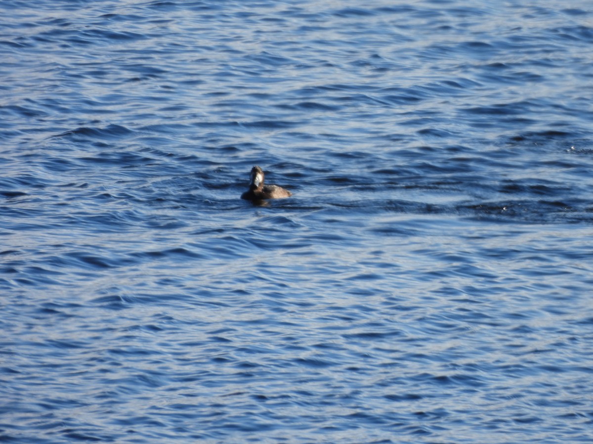 Fuligule milouinan - ML644284666