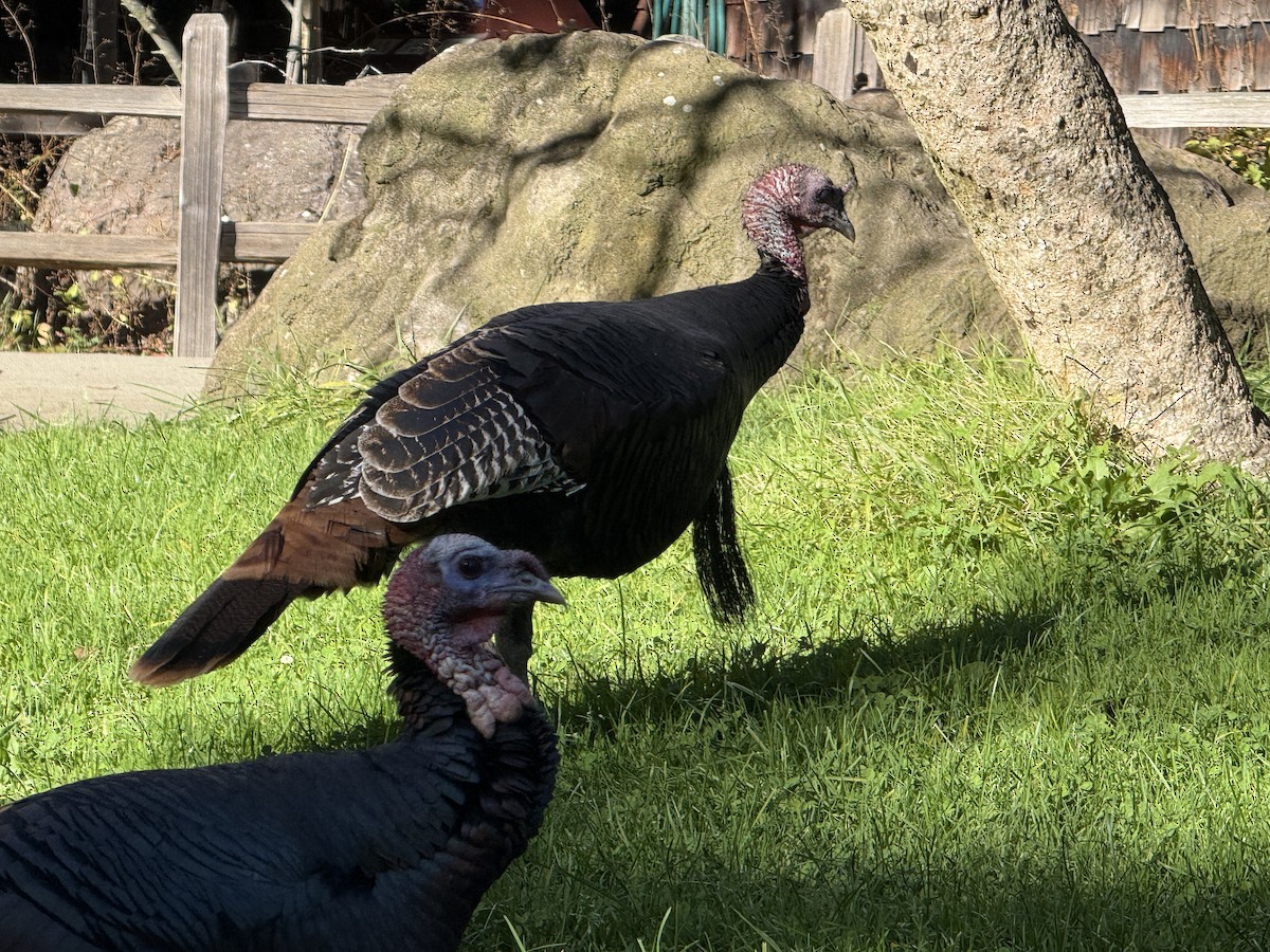 Wild Turkey - ML644284673