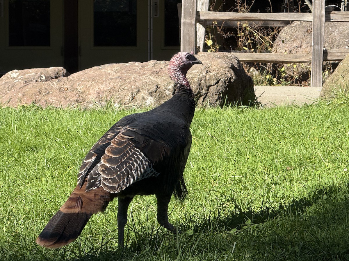 Wild Turkey - ML644284674