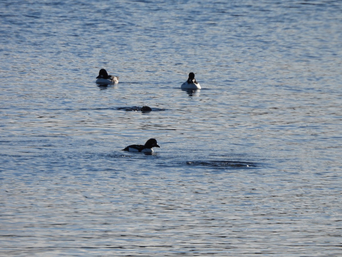 キタホオジロガモ - ML644284679