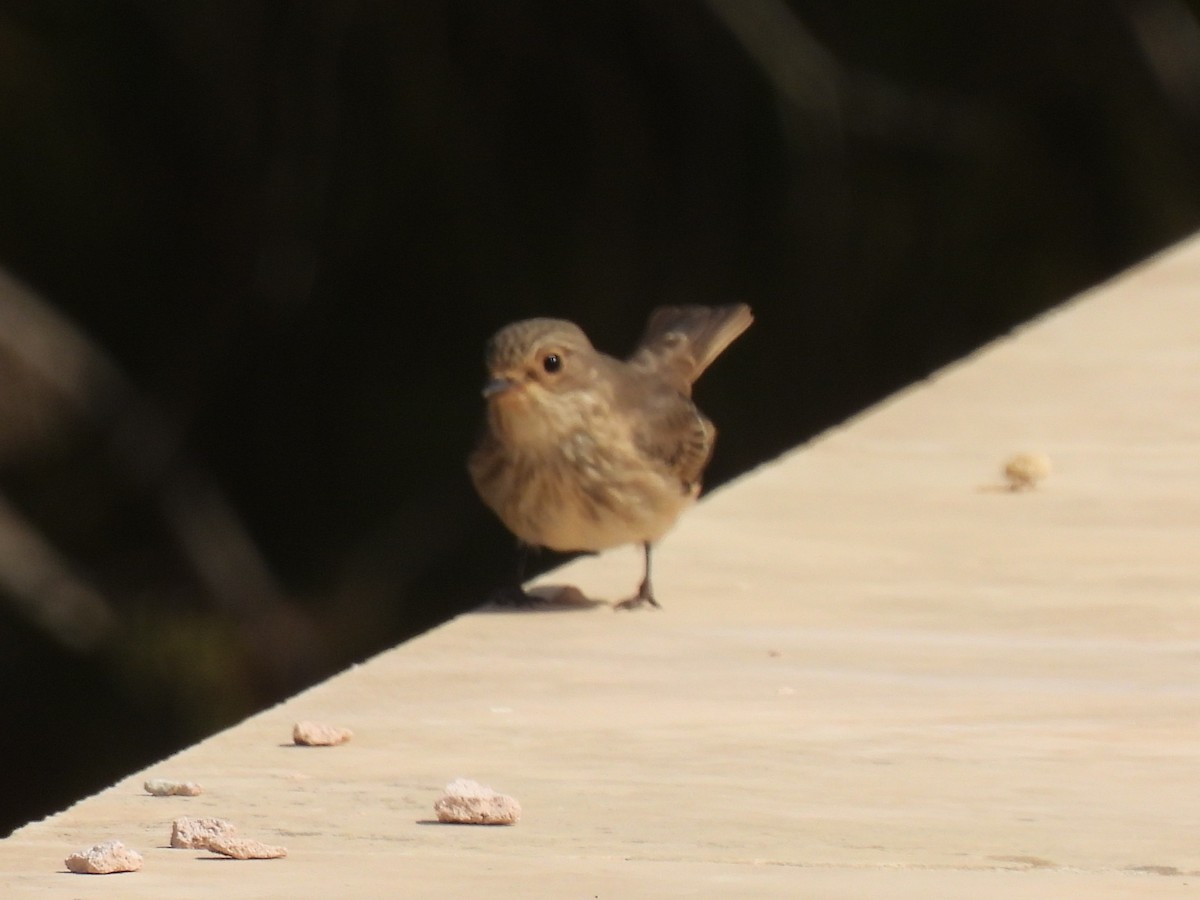 Pigliamosche/Pigliamosche tirrenico - ML644284683